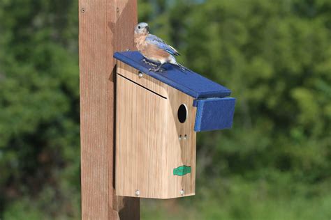 do they sell metal wren house shields|How to make a wren guard (with photos) – Bluebirdnut.